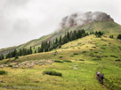 Passing a herd of sheep at 11,000'