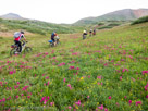 Field of beauties … the flowers